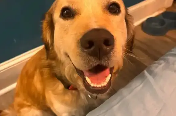 Missing dog Salisbury, photo: Lost Dog: Grimsey Missing in Salisbury