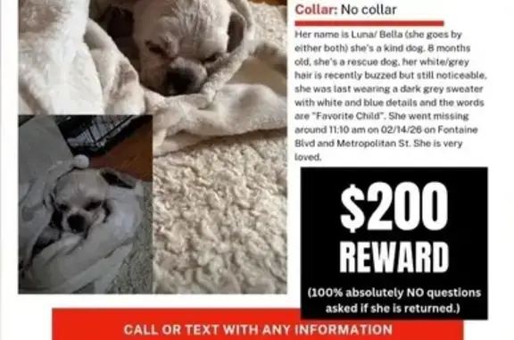 Missing: Small White Dog, Ketchum Dr