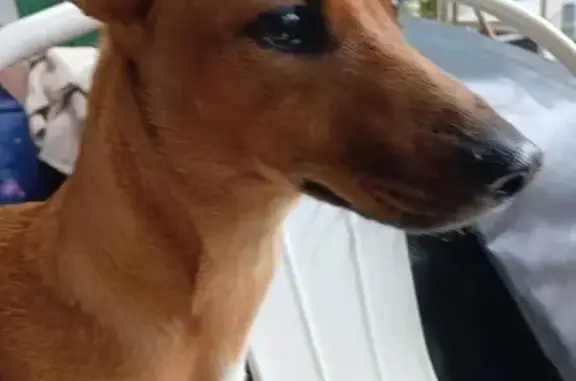 Found dog Berea, photo: Found: Well-Groomed Small Breed Female