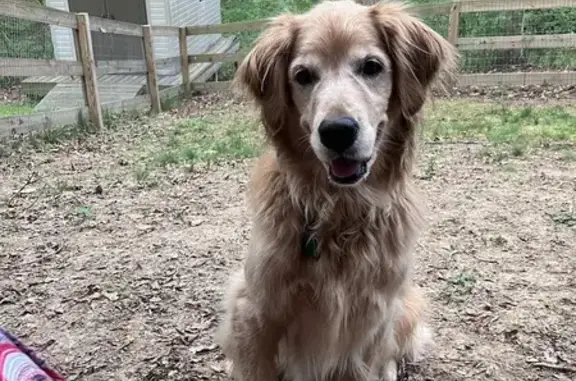 Help Find Sadie: Golden Dog Missing!