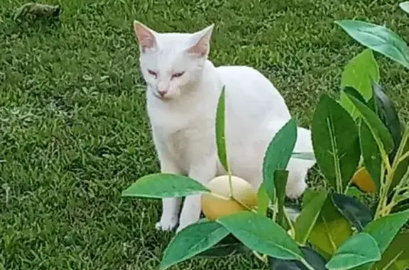 Animaux perdus Ambarès-et-Lagrave, photo: Chatte blanche perdue à Ambarès-et-Lagrave