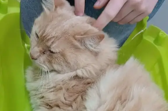 Chat perdu, Louviers, photo: Ramses retrouvé Rue Tour Gambette, Louviers