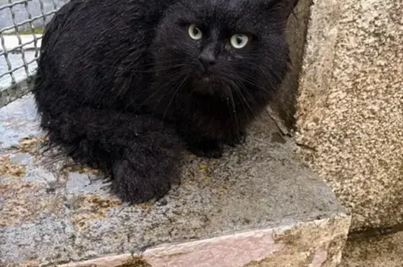 Chat perdu, , photo: Chat angora noir perdu, craintif, St-Germain
