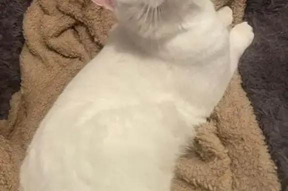 Chat blanc disparu, yeux bleus, queue cassée - photo
