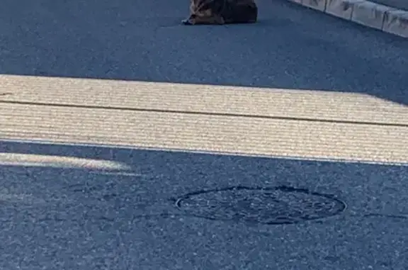Animaux trouvés Les Pennes-Mirabeau, photo: Chien craintif trouvé Av. Val du Soleil