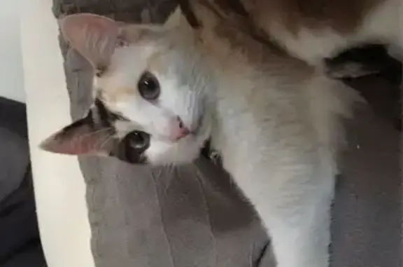Animaux perdus , photo: Chat disparu à Calvisson : Malia craintive