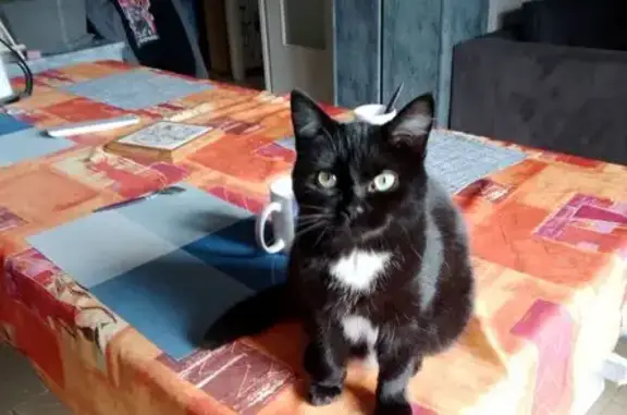 Chatte noire et blanche perdue à Saint-Jean - photo