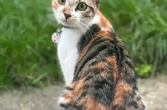 Animaux perdus Dampmart, photo: Chatte tricolore disparue à Dampmart