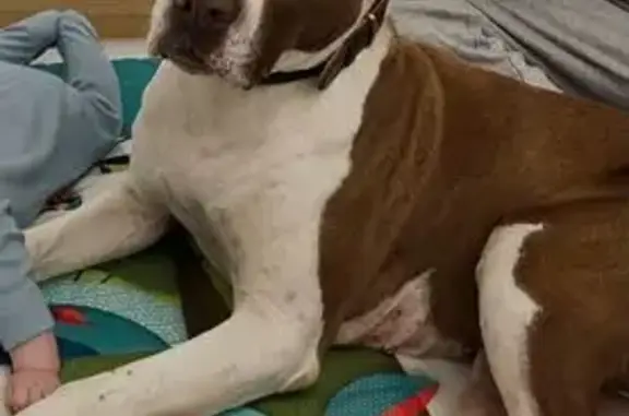 Perro perdido en Ribatejada: m...