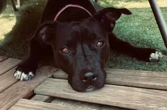 Perro Negro Perdido en Ribatej...