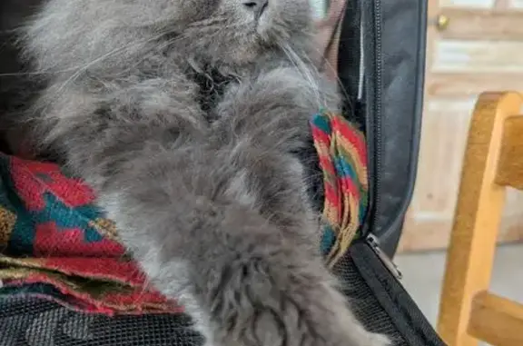 Chat gris disparu, 2 ans, Rue Albert Wamain - photo
