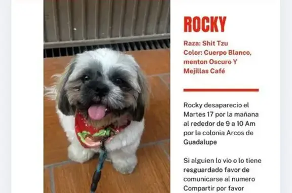 Animales perdidos Zapopan, foto: ¡Se busca Shitzu! Blanco y café, collar naranja