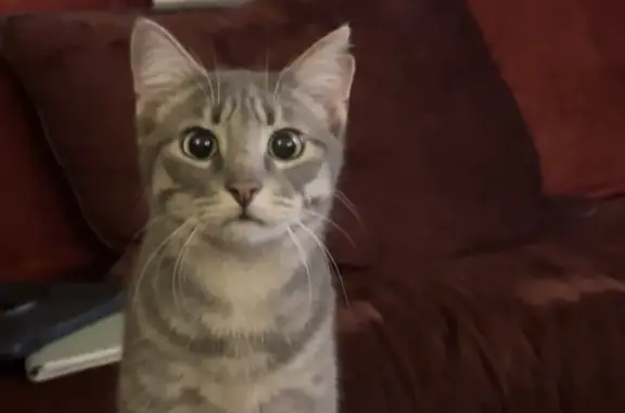 Animaux perdus Saint-Bonnet-près-Riom, photo: Jeune chat tigré gris perdu à Saint-Bonnet