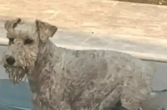 Animaux perdus Nouvelle-Aquitaine, photo: Fox-Terrier tricolore perdu à Mios