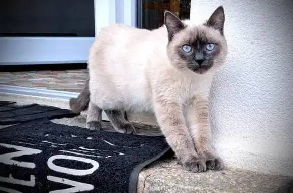 Chat perdu, Thann, photo: Chat siamois croisé perdu à Thann (68)