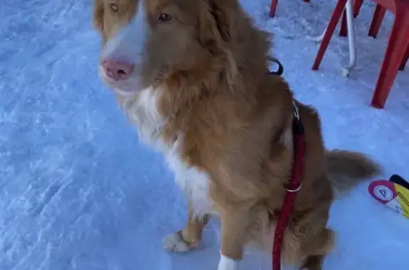 Chien perdu , photo : Chien roux perdu à Traize, collier bleu