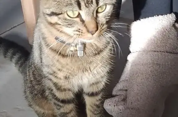 Chat perdu, Saint-Gilles-Croix-de-Vie, photo: Chat perdu avec collier Rue du Maroc