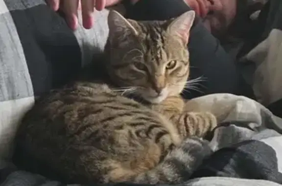 Missing: Brown & Black Tabby i...