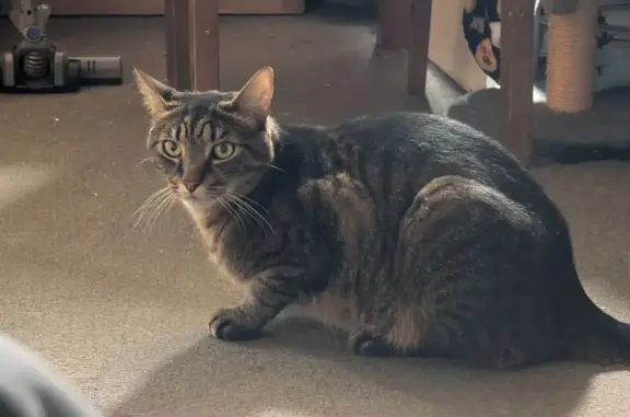 Help Find BMO: Missing Tabby i...