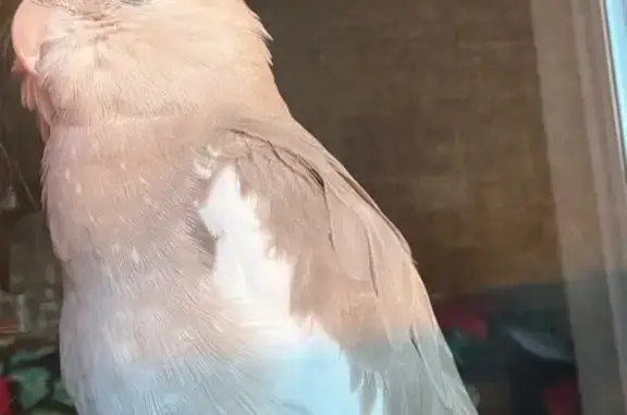 Lost and found pets Tampa, photo: Lost Bird Alert: Grey & White in Tampa