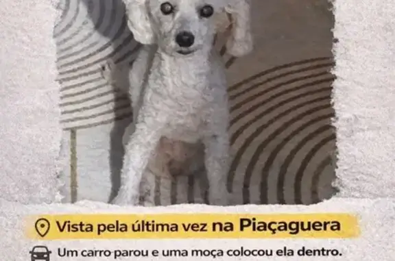 Cachorro perdido