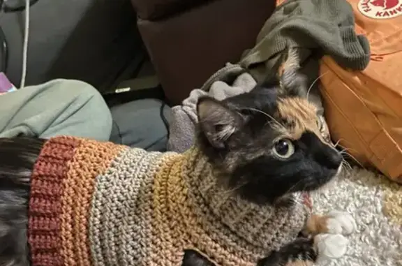 Lost and found pets Arlington, photo: Lost Cat: Orange & Black Face in Arlington