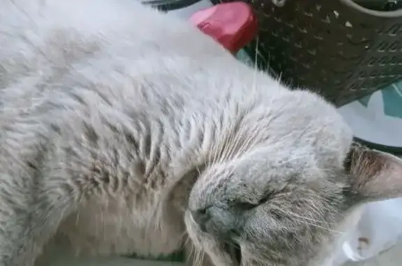 Lost Siamese Cat: Grey, Blue Eyes, Scar