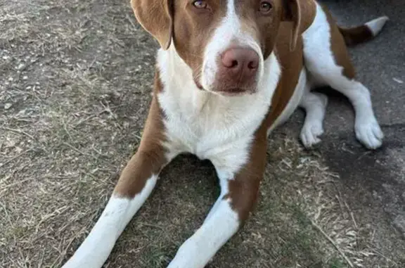 Lost and found pets Dallas, photo: Found Sweet Dog on South Ewing Ave