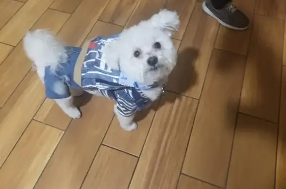 Lost and found pets Glendale, photo: Lost: Calm White Poodle-Maltese Mix