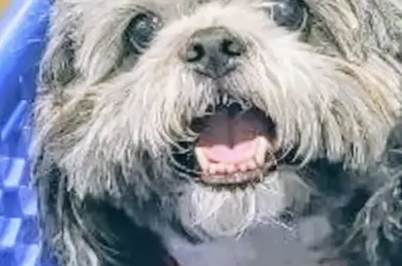 Lost and found pets El Mirage, photo: Lost Shih Tzu: Friendly, Grey & White