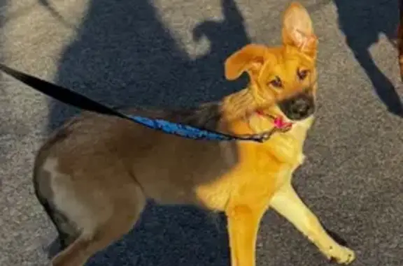 Lost: Shy Dog with Pink Harness in IL