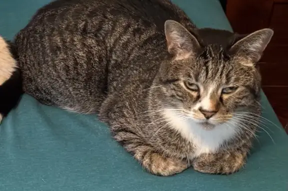 Lost and found pets Merriam, photo: Lost Cat: Help Find Georgie in Merriam!