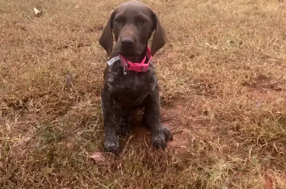 Missing dog , photo: Lost Dog: Brown, Grey Spots, 2 Collars