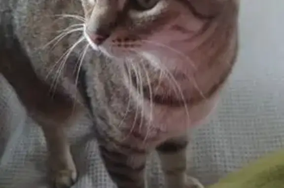 Chatte tigrée disparue à Sainte-Luce-sur-Loire - photo