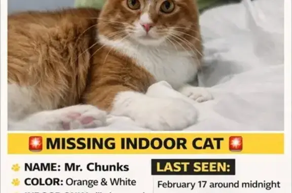 Help Find Mr. Chunks: Missing Cat Alert!