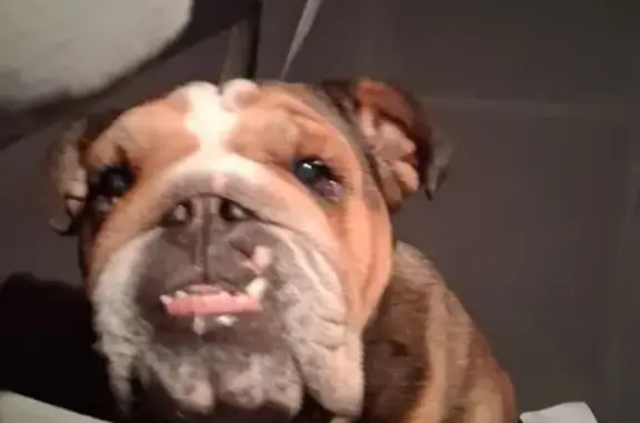 Missing dog Pueblo, photo: Lost Dog: Brown & White, Glen Royal Dr