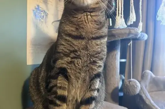 Lost: 20lb Skittish Cat on 14th Ave