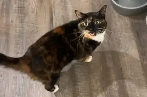 Lost Tortoiseshell Cat: Pink Collar, Clarksville