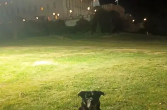 Stolen Truck & Dog: Rottweiler Mix Missing