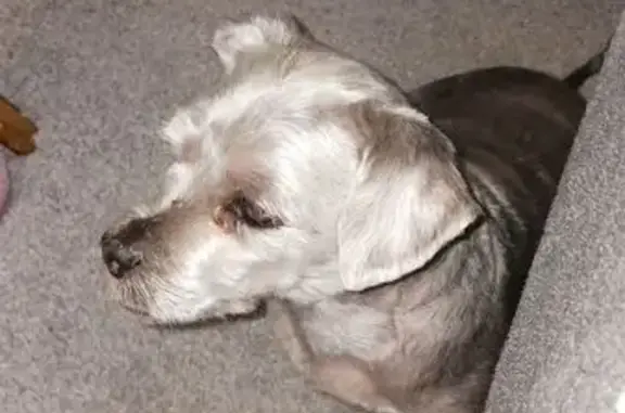 Lost and found pets South Salt Lake, photo: Lost Shih Tzu Mix: Silver & Gray, Adams St