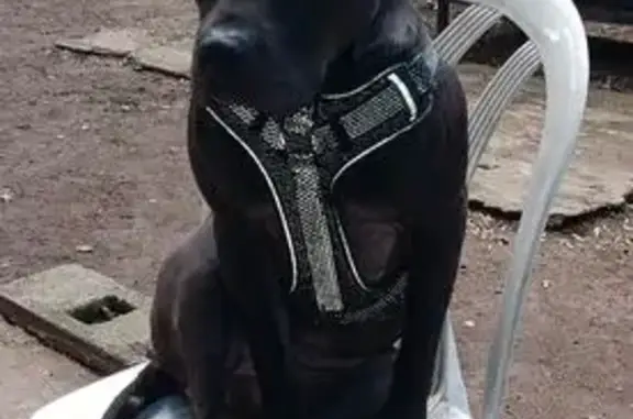 Lost: Dark Chocolate Pitbull in Passaic