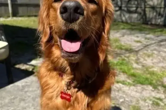 Lost: Skittish Red Retriever in Bellview