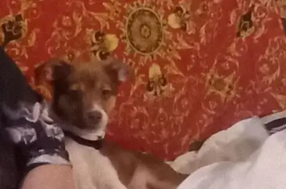 Missing dog Fayetteville, photo: Lost Dog: Brown & White, Spongebob Collar