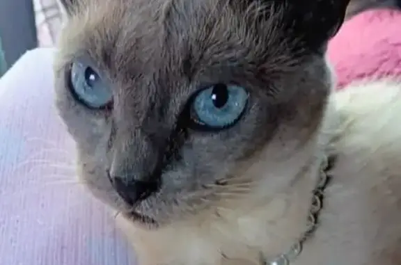 Friendly, not afraid of dogs , small but big personality