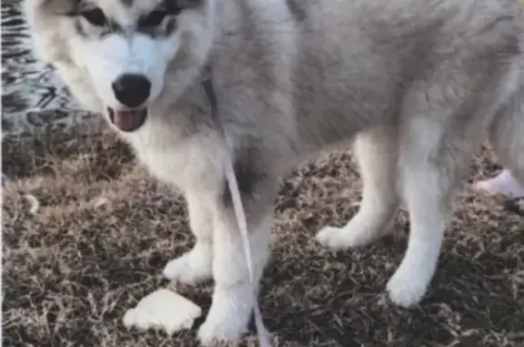 Lost Malamute Husky Puppy in Houston