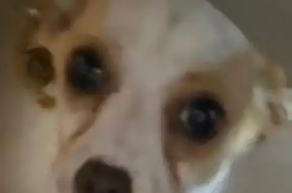 Lost Chihuahua: White with Brown Spots