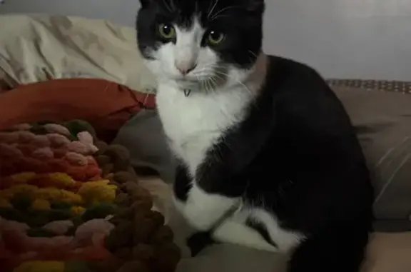 Lost Cat: Oreo, 6-Month B&W, Grand Ave