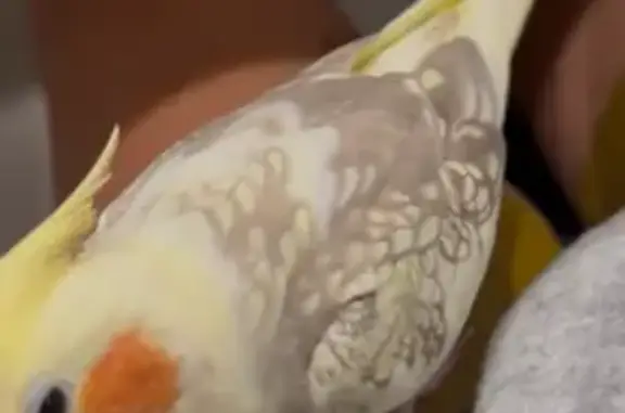 Friendly Yellow Cockatiel Lost in Myrtle Beach