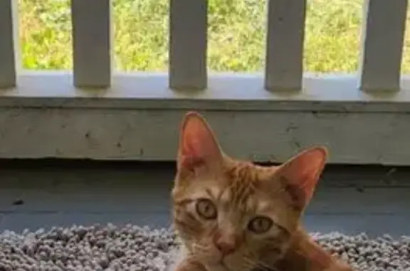 Help Find Ginger: Sweet Cat Missing