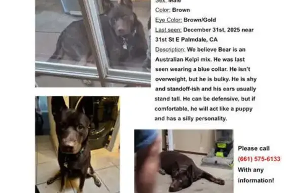Lost Brown Dog in Palmdale, CA